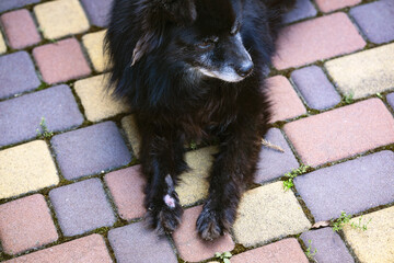A dog with a wound and baldness on a paw, top view.