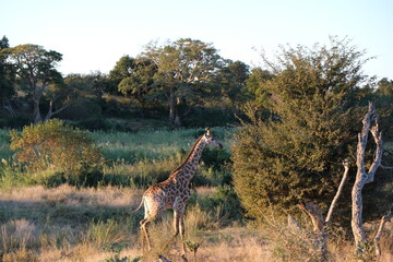 Majestic Giraffe in Kruger National Park Savanna