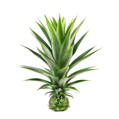 Fototapeta premium Vibrant green pineapple crown, isolated