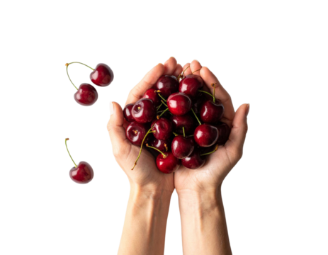 Hands Holding a Bunch of Fresh Cherries on Transparent Background