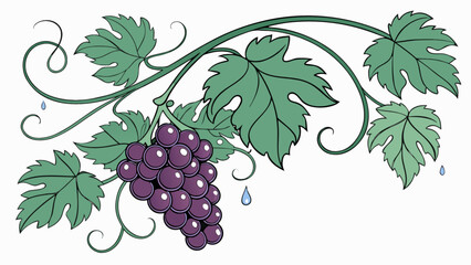 Obraz premium Illustration of grapes with leaves and vines for wine making and fruit harvest design element use