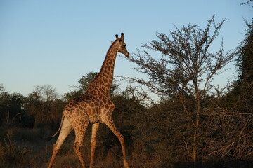 Majestic Giraffe in Kruger National Park's Grasslands