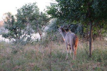 Majestic Kudu Antelope in Kruger National Park