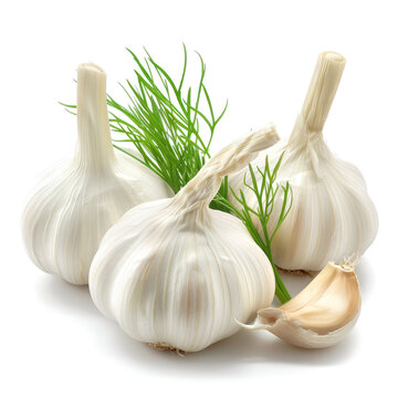 Three garlic bulbs with fresh dill sprigs