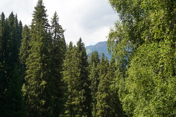 Ile-Alatau National Park. Mountainous area with different vegetation near Almaty. The Tian Shan...