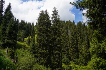 Ile-Alatau National Park. Mountainous area with different vegetation near Almaty. The Tian Shan...