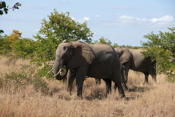 Fototapeta premium Majestic African Elephant in Kruger National Park
