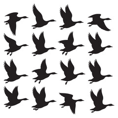 Obraz premium Graceful waterfowl silhouettes showcase soaring migration patterns against a clean white backdrop for natural beauty