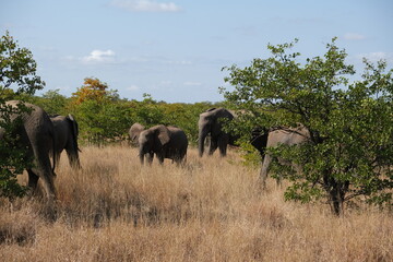 Fototapeta premium Majestic African Elephant in Kruger National Park Savanna