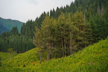 Ile-Alatau National Park. Mountainous area with different vegetation near Almaty. The Tian Shan...