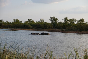 Majestic Elephant by Watercourse in Kruger National Park