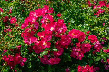 Red Flowers Detailed Close-up