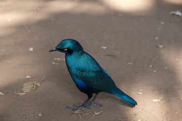 Vibrant Greater Blue-eared Starling in Kruger National Park