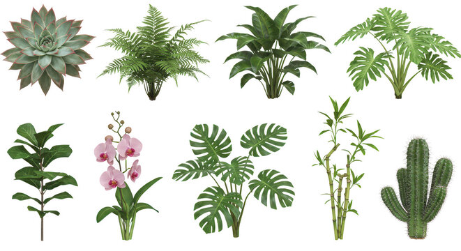 Photo of a variety of lush green plants, including ferns, orchids, and succulents, isolated on transparent background