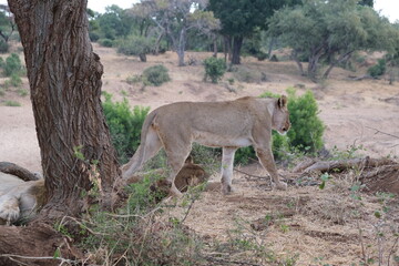 Majestic Lion in Kruger National Park - Wildlife Photography