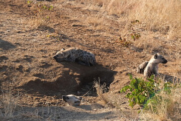 Spotted Hyena in Kruger National Park: Wildlife Safari Experience