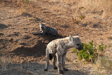 Spotted Hyena in Kruger National Park: Wildlife Safari Encounter