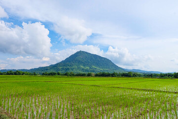 Green rainforest, mountain, nature with fresh rice paddy fields and terraces in Laos 
