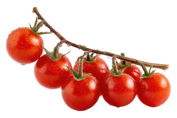 Fresh Cherry Tomatoes on Vine on Transparent Background