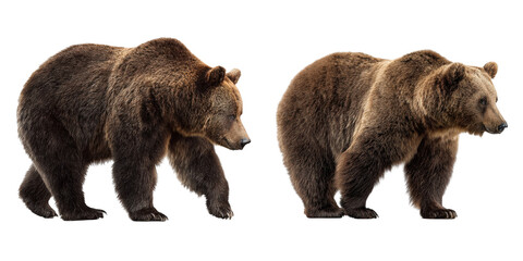 Fototapeta premium Two Majestic Grizzly Bears Isolated on White Background Exhibiting their Powerful Stature and Brown Fur