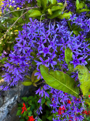 Tropical blue flower Petrea volubilis in the summer garden. Nature background. Close-up. Funchal. Madeira.Portugal