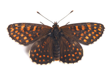 Butterfly. Assmann's fritillary (Melitaea britomartis) isolated on white