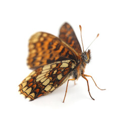 Butterfly. Assmann's fritillary (Melitaea britomartis) isolated on white