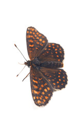 Butterfly. Assmann's fritillary (Melitaea britomartis) isolated on white