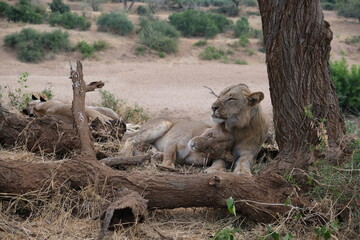 Majestic Lion in Kruger National Park: Wildlife Photography