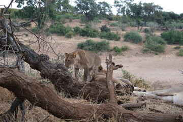 Majestic Lion in Kruger National Park Savanna