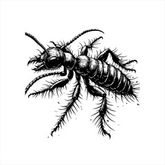 Obraz premium A black ant is isolated on white background in a vector art