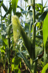 closeup of young corn plant with silk growing in a field, west java, indonesia.