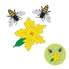 Bee pollinated cucumbers. Bees pollinate cucumber flowers.