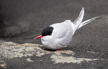 close-up of an arctic tern, aka Kría, finding shelter on the rocky shore from strong wind, Stokksness, Vestrahorn, Icleand