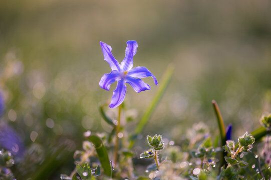 "Spring Texture" Images – Browse 1,481 Stock Photos, Vectors, and Video ...