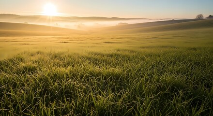 Obraz premium Sun-Kissed Meadow A Serene Morning Landscape of Rolling Hills and Green Grass