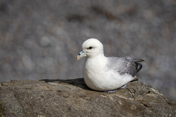 portrait of Northern Fulmar with tube-like nostrils, Fauskasandur, East Iceland, 