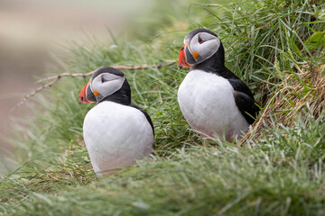 Atlantic puffins standing outside their nexting site at Borgarfjörður, eystri, East Iceland