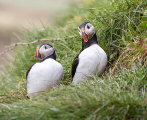 a couple of Atlantic puffins , Borgarfjörður, eystri, East Iceland