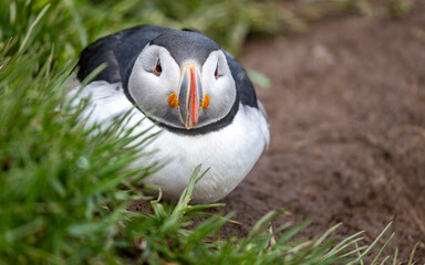 a puffin stay low next to its burrow in the strong wind, Borgarfjörður, East Iceland