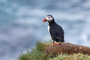 puffin on the coastal cliff on a sunny morning, Borgarfjörður, eystri, East Iceland