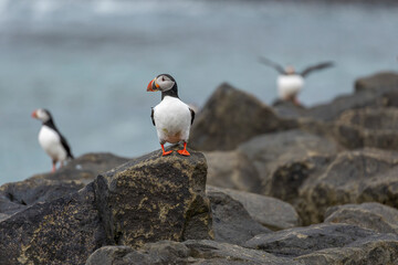 puffins on the rocks, Iceland