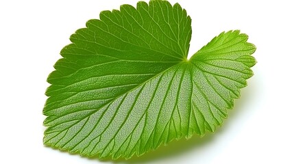 Fototapeta premium Close-up of single leaf showing sharp edge details and textured surface, captured with 100mm macro lens on seamless white backdrop with gentle shadowing