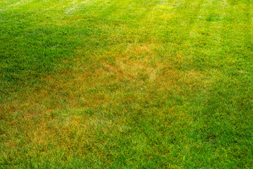 Yellowed lawn from insufficient watering on hot days. yellowed grass