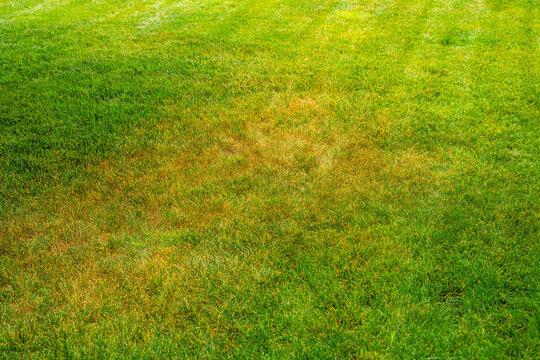 Yellowed lawn from insufficient watering on hot days. yellowed grass