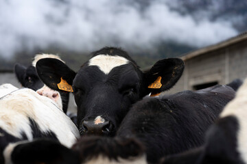 Black and white cows looking at the camera on a farm on a gloomy, cloudy day