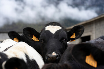 Black and white cows looking at the camera on a farm on a gloomy, cloudy day