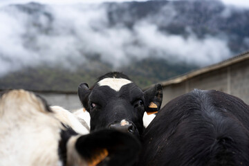 Black and white cows looking at the camera on a farm on a gloomy, cloudy day