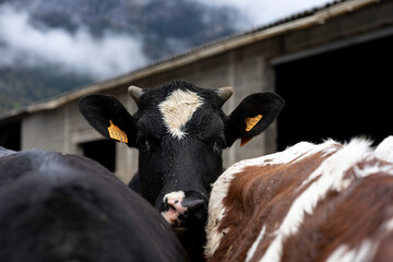 Black and white cows looking at the camera on a farm on a gloomy, cloudy day