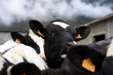 Black and white cows looking at the camera on a farm on a gloomy, cloudy day